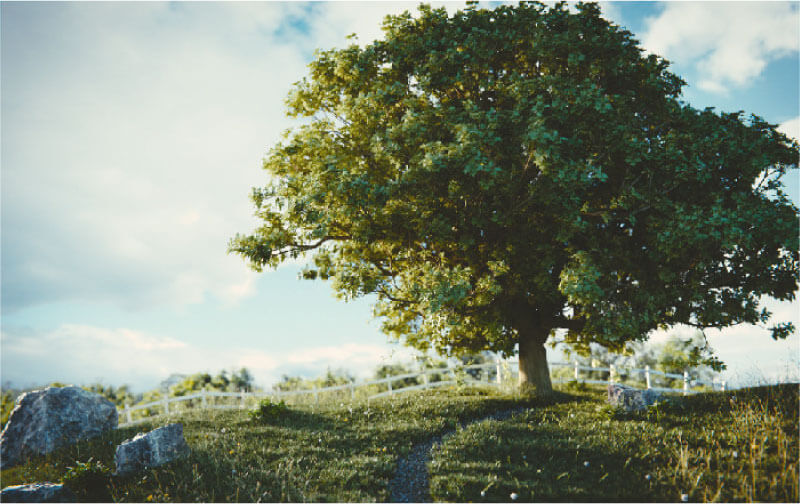 TheGrove3DTrees